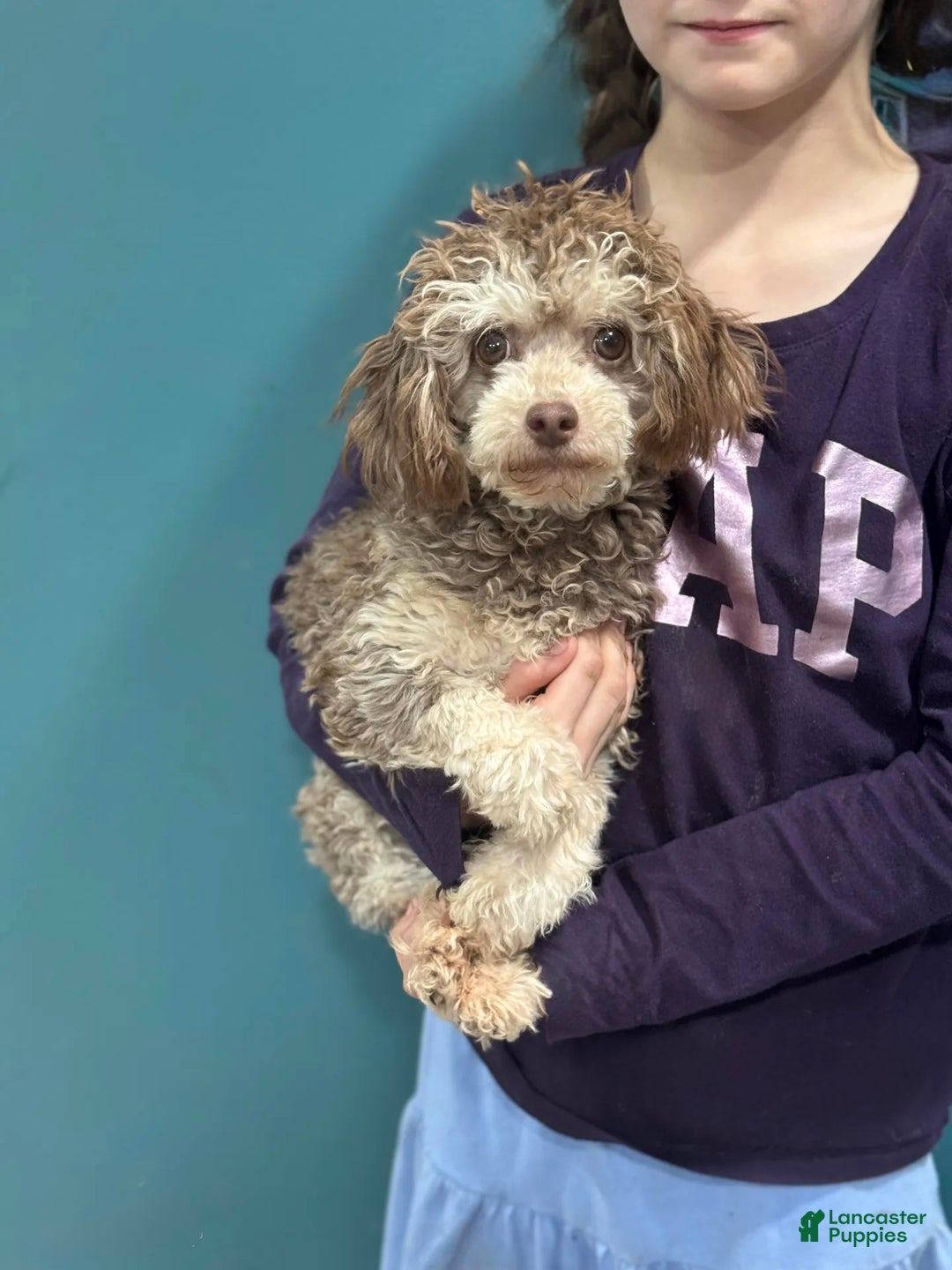 Toy Poodle dogs for sale: Oreo - Ad 2