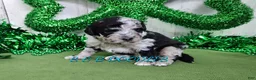 Mini Bernedoodle dogs for sale: F1b Lainey - Ad 1