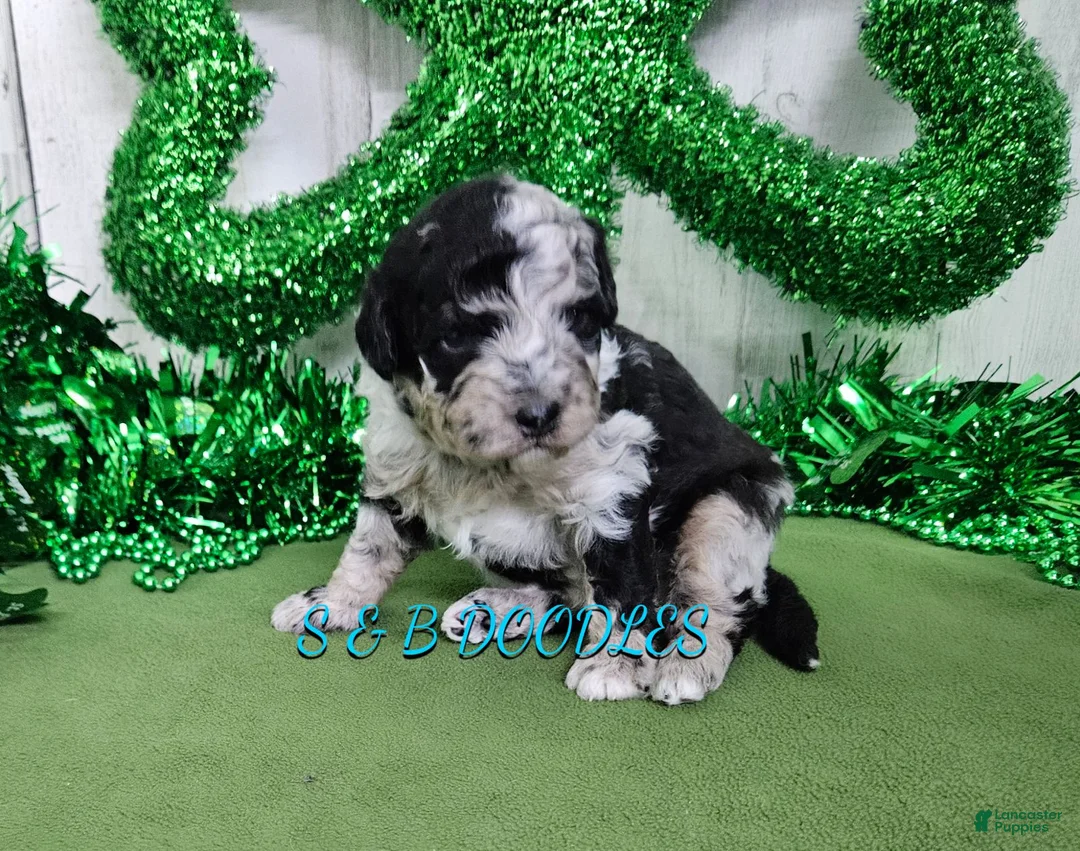 Mini Bernedoodle dogs for sale: F1b Lainey - Ad 1