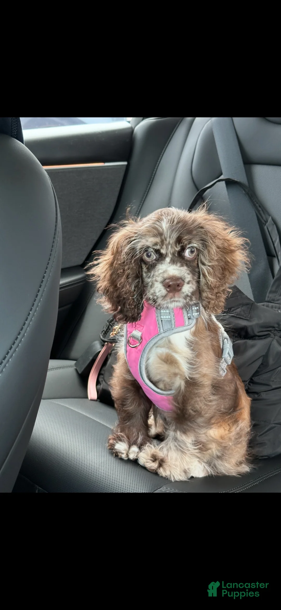 Merry Cocker様L Nova Cocker Spaniel Cocker Spaniel for sale in Doral | Lancaster