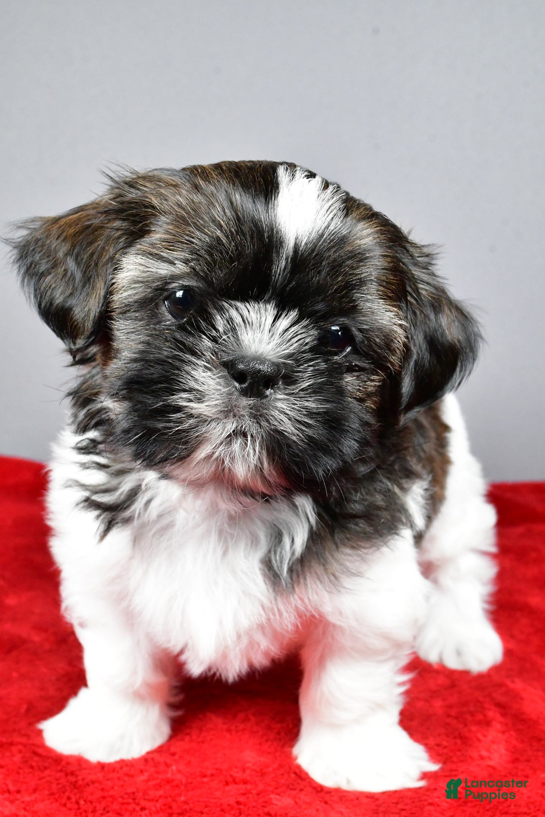 Shih Tzu dogs for sale: Roscoe - Ad 6