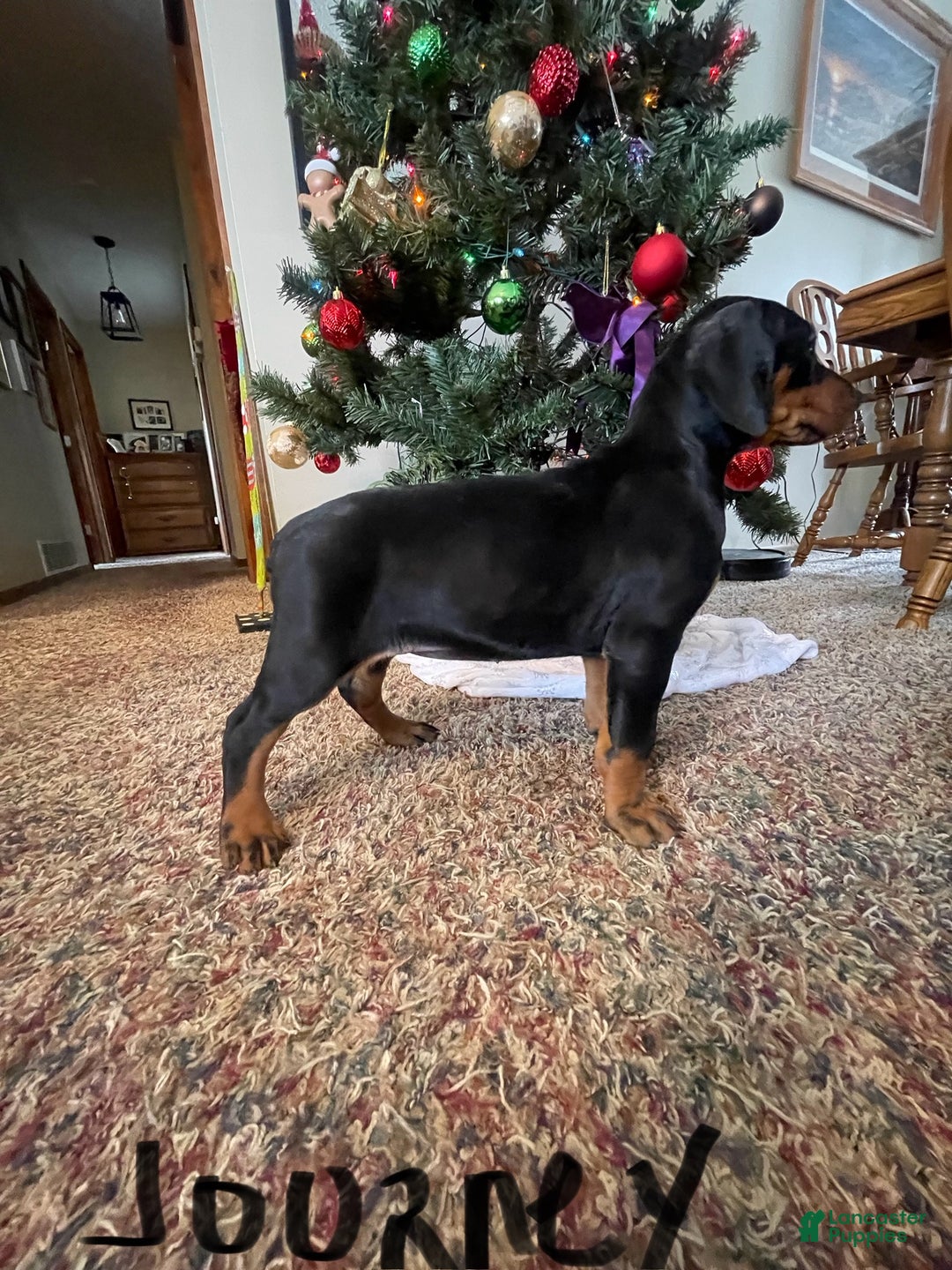 Doberman Pinscher dogs for sale: Journey - Ad 8