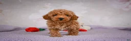 Miniature Poodle dogs for sale: Leo - Ad 12