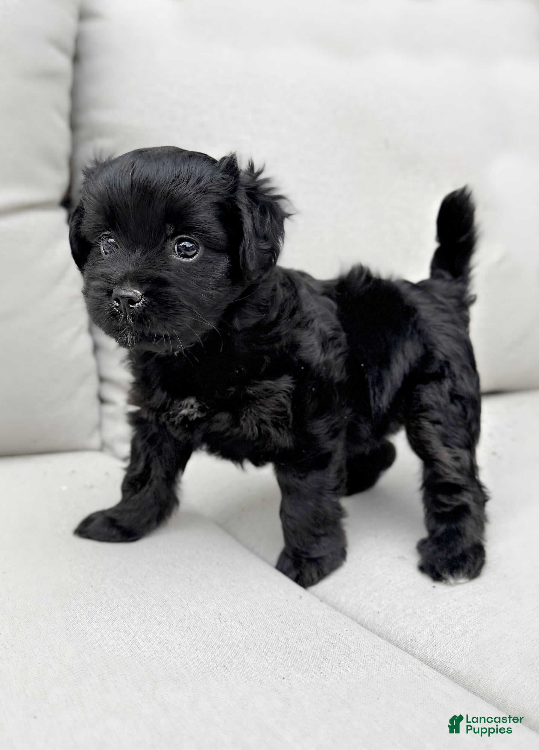 Mini Aussiedoodle dogs Izzy - Ad 2