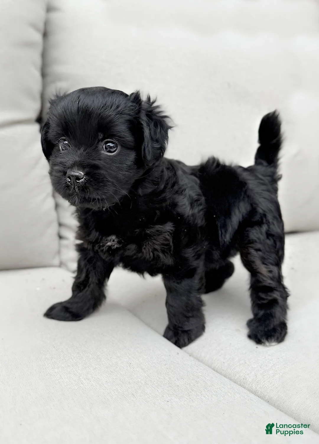 Mini Aussiedoodle dogs for sale: Izzy - Ad 2