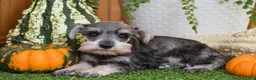 Miniature Schnauzer dogs for sale: Mars - Ad 1