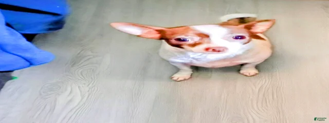 Petey