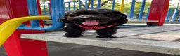 Yorkiepoo dogs for sale: Yumi - Ad 3