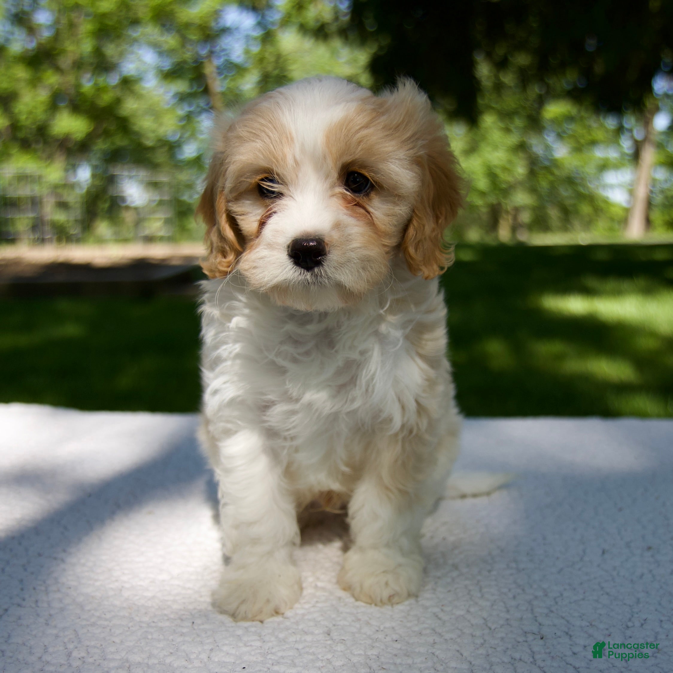 Cavapoo dogs for sale: Eliot - Ad 6