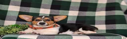 Welsh Corgi Pembroke dogs for sale: Blaze - Ad 5