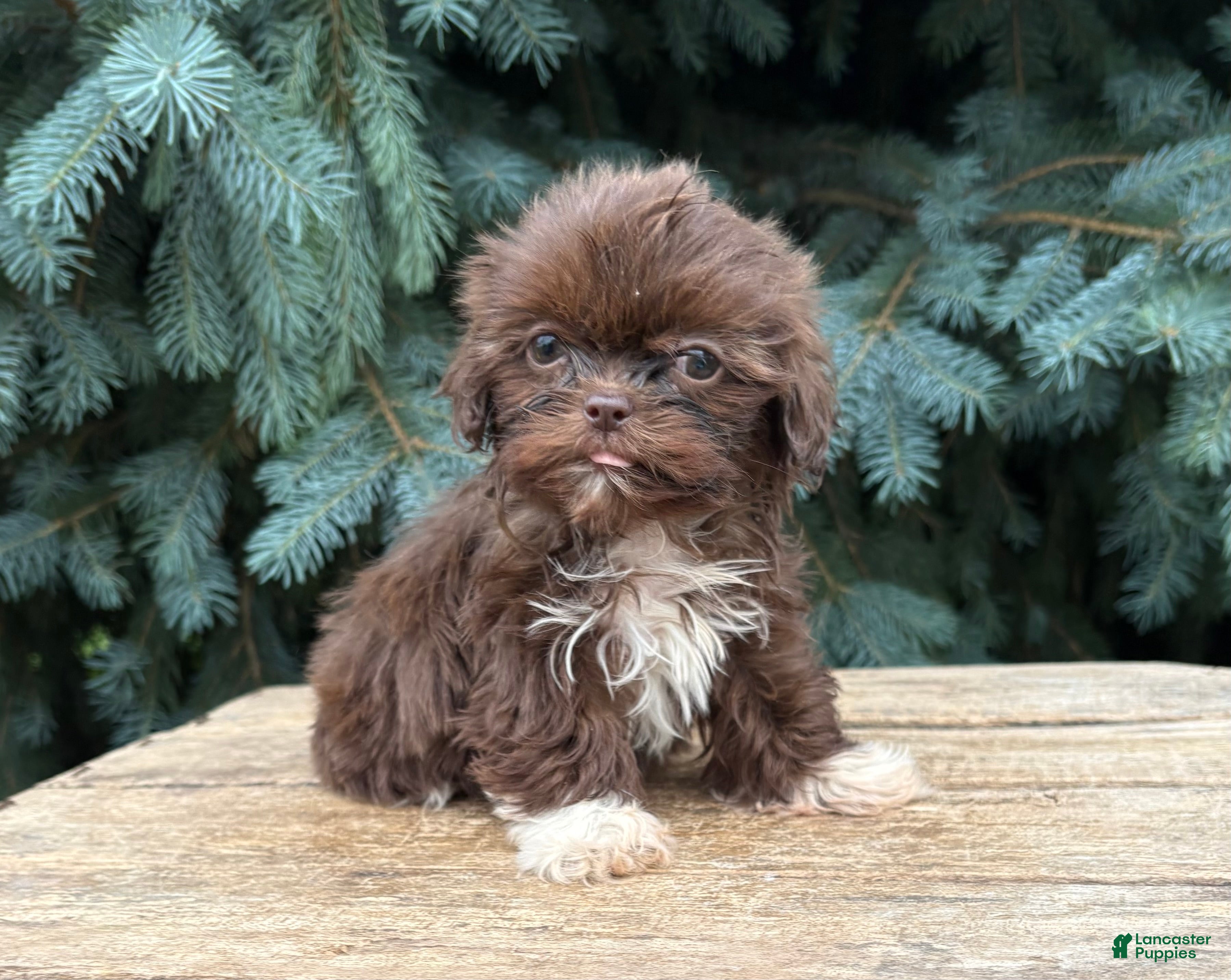 Shih Tzu dogs Hallie - Ad 1