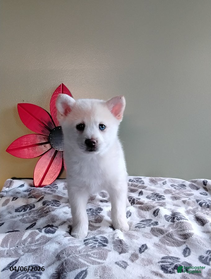 Mixed Breed dogs Rex - Ad 1