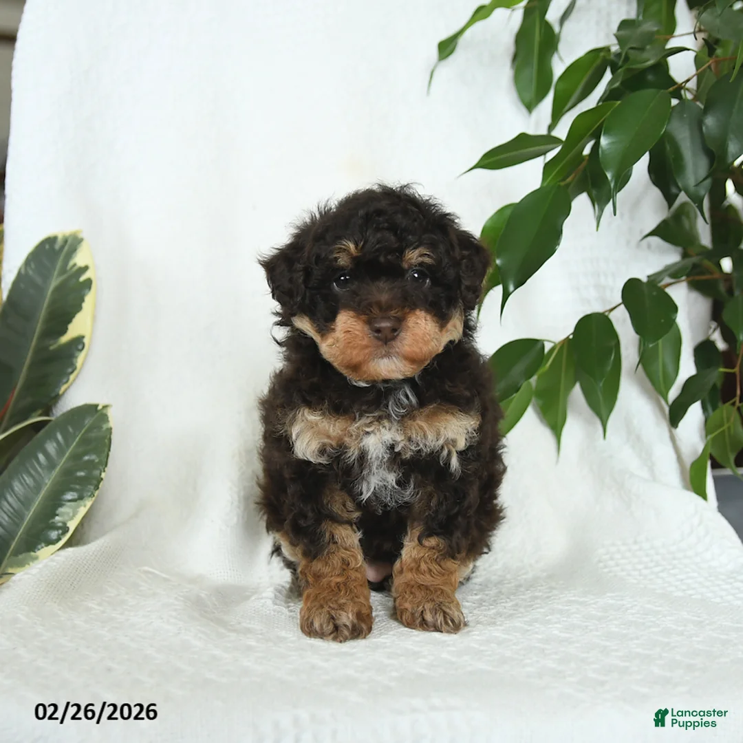 Miniature Poodle dogs for sale: Sage - Ad 2