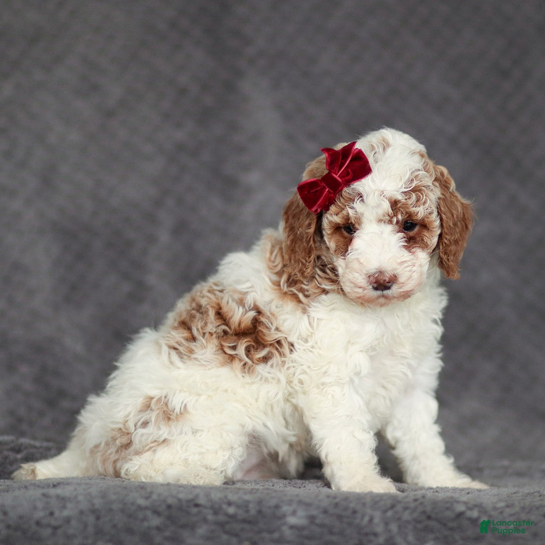 Mixed Breed dogs for sale: Rachel - Ad 2