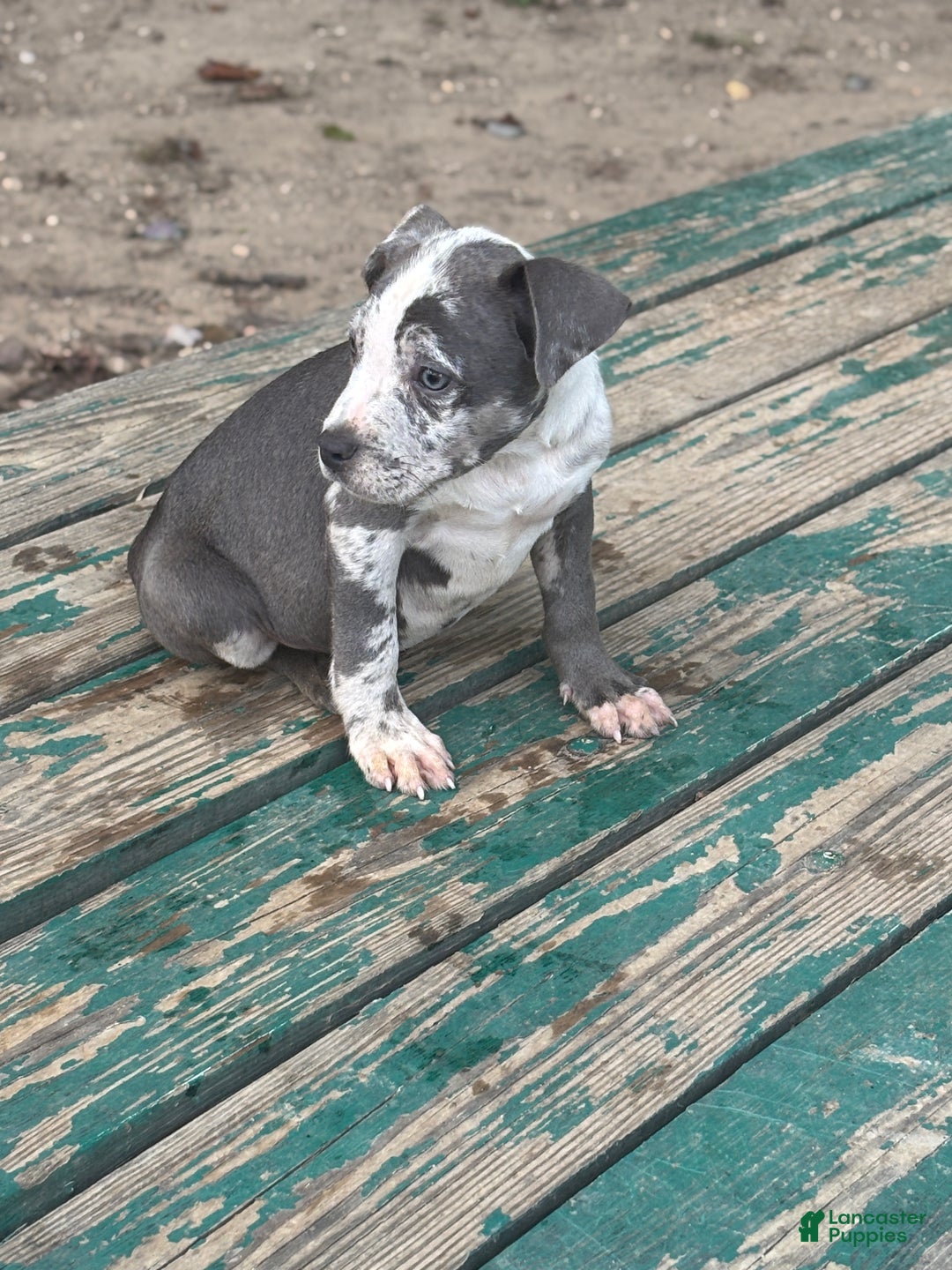 American Bully dogs for sale: Hope - Ad 4