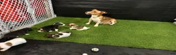 Jack Russell Terrier dogs for sale: Sparkle 💖  - Ad 7