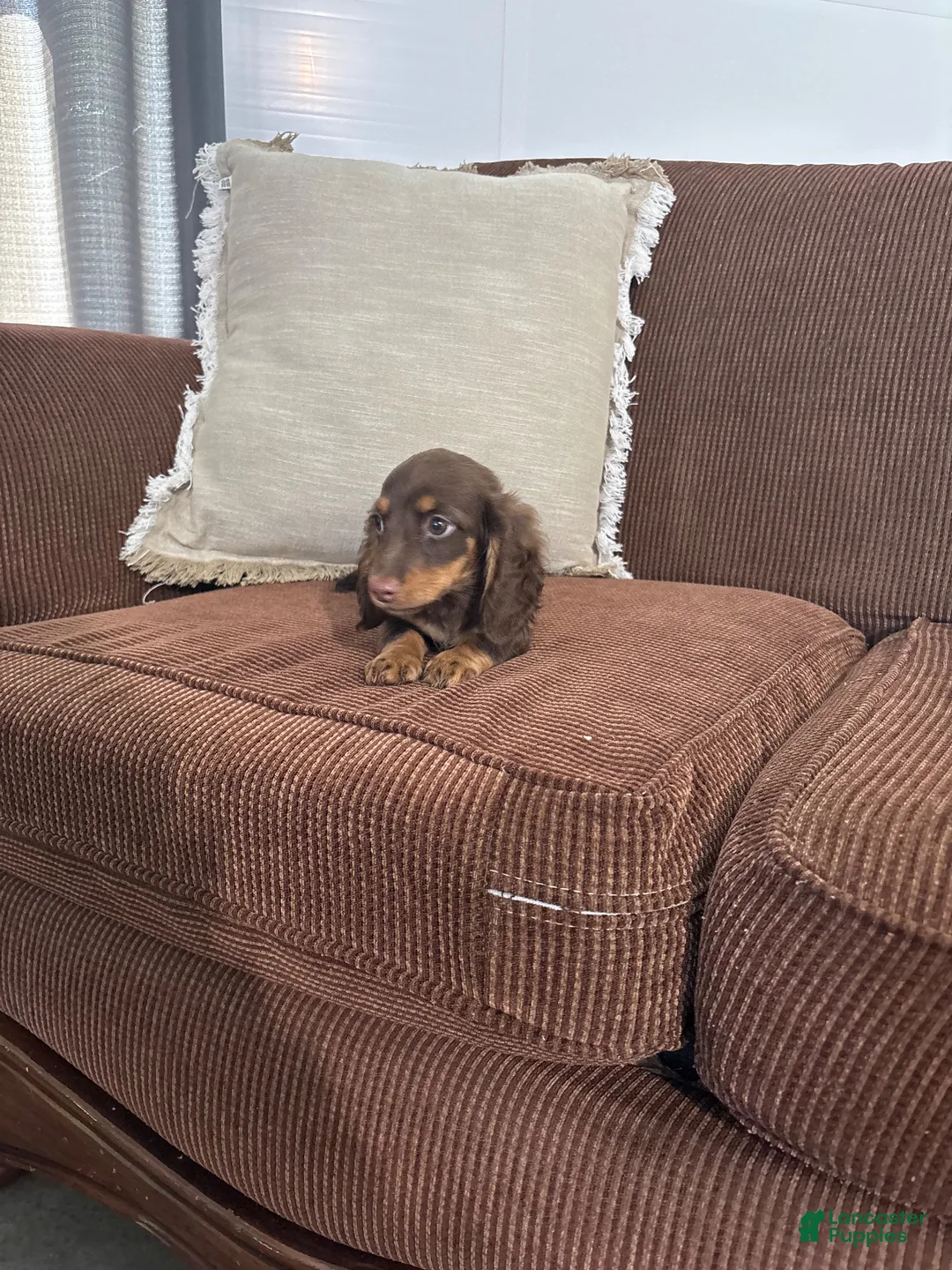 Miniature Dachshund dogs for sale: Miniature Dachshund 1 - Ad 6