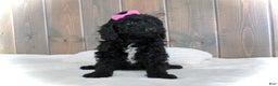 Mini Goldendoodle dogs for sale: Bella - Ad 5