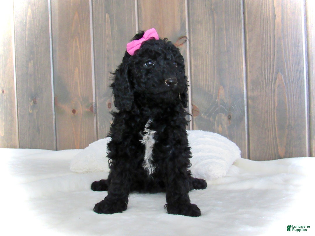 Mini Goldendoodle dogs for sale: Bella - Ad 5