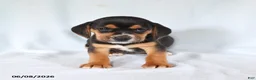 Beagle dogs for sale: Susie - Ad 3
