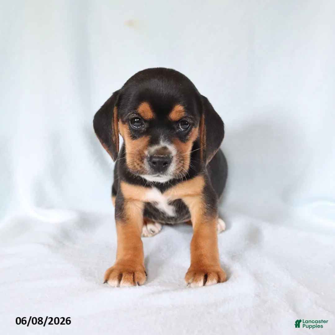 Beagle dogs for sale: Susie - Ad 3