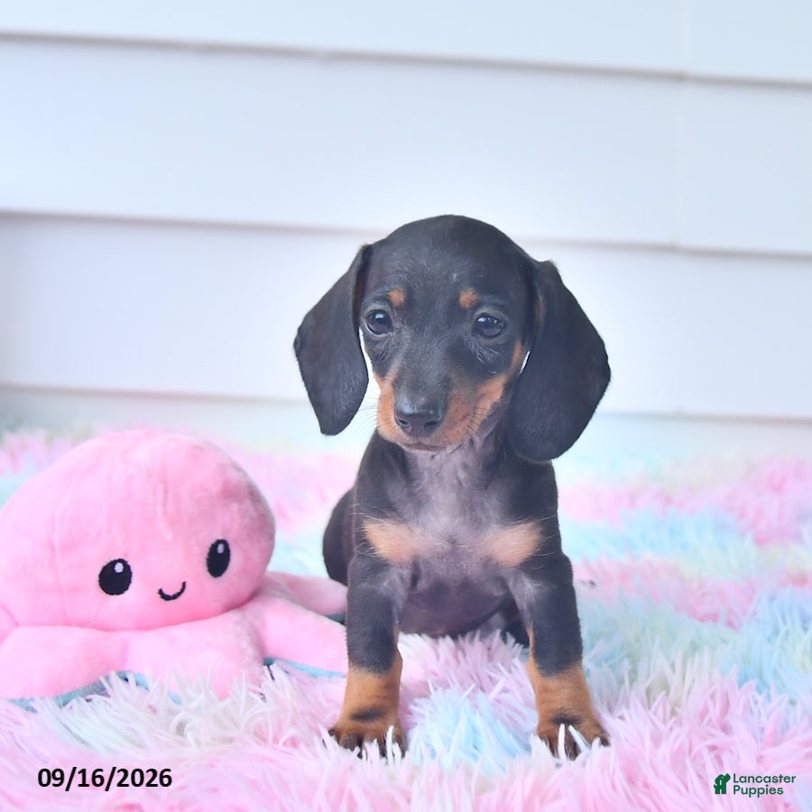 Miniature Dachshund dogs Fable - Ad 2