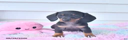 Miniature Dachshund dogs for sale: Fable - Ad 2