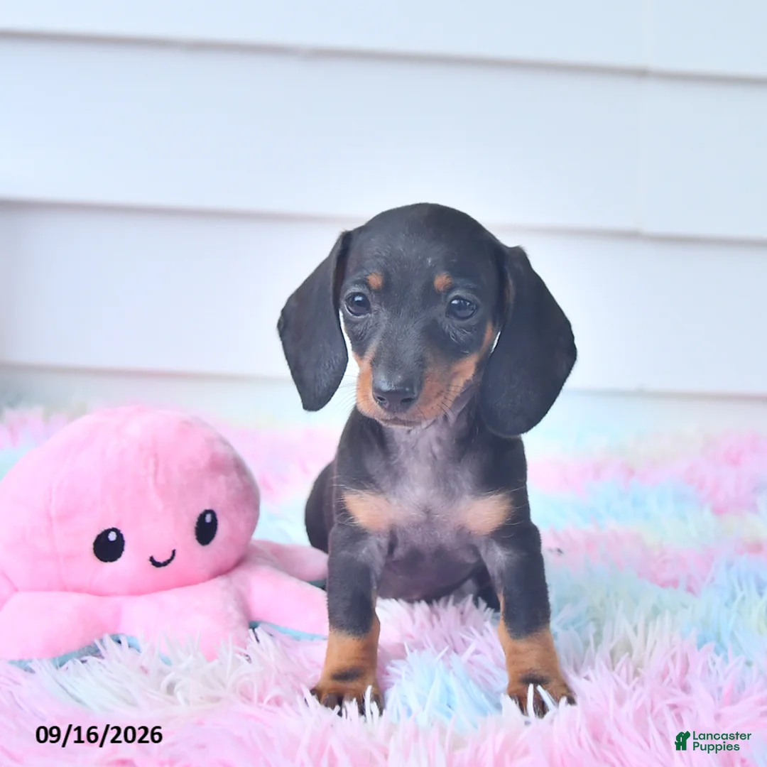 Miniature Dachshund dogs for sale: Fable - Ad 2