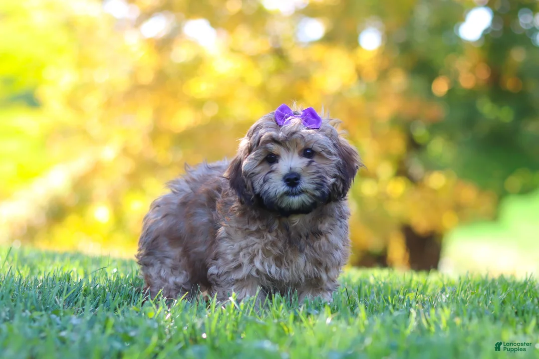 Yorkiepoo dogs for sale: Posie - Ad 2