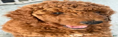 Puppy 2