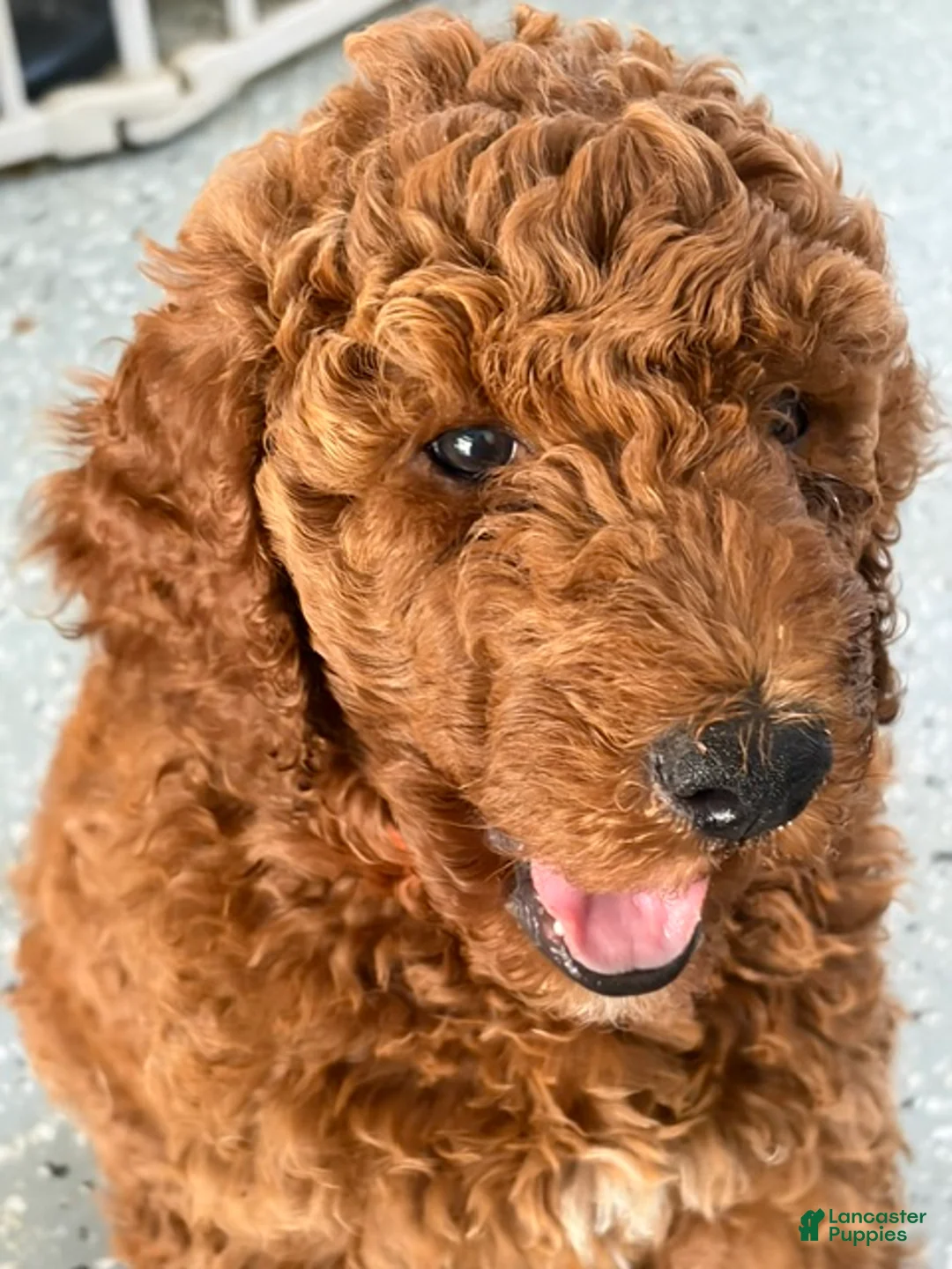 Standard Poodle dogs for sale: Puppy 2 - Ad 1