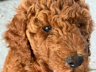 Standard Poodle dogs for sale: Puppy 2 - Ad 1
