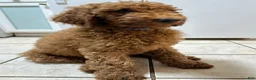 Standard Poodle dogs for sale: Blue - Ad 2