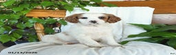 Cavapoo dogs for sale: Sage - Ad 1