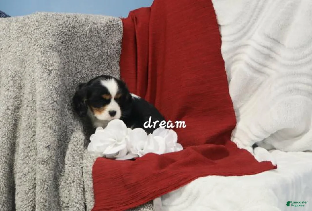 Cavalier King Charles Spaniel dogs for sale: Jerico - Ad 7