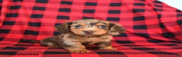 Miniature Dachshund dogs for sale: Patches - Ad 2