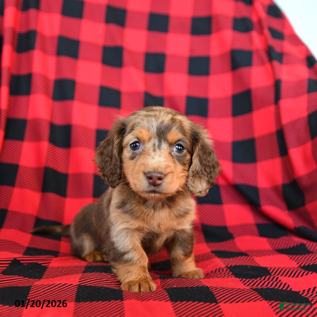 Miniature Dachshund dogs for sale: Patches - Ad 2