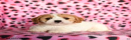 Cavachon dogs for sale: Barbie - Ad 1