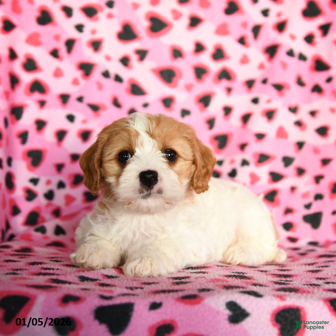 Cavachon dogs for sale: Barbie - Ad 1