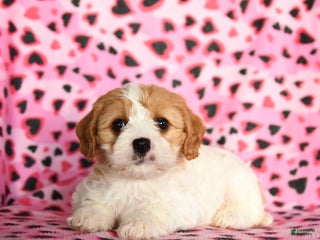 Cavachon dogs Barbie - Ad 3