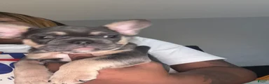 French Bulldog 3