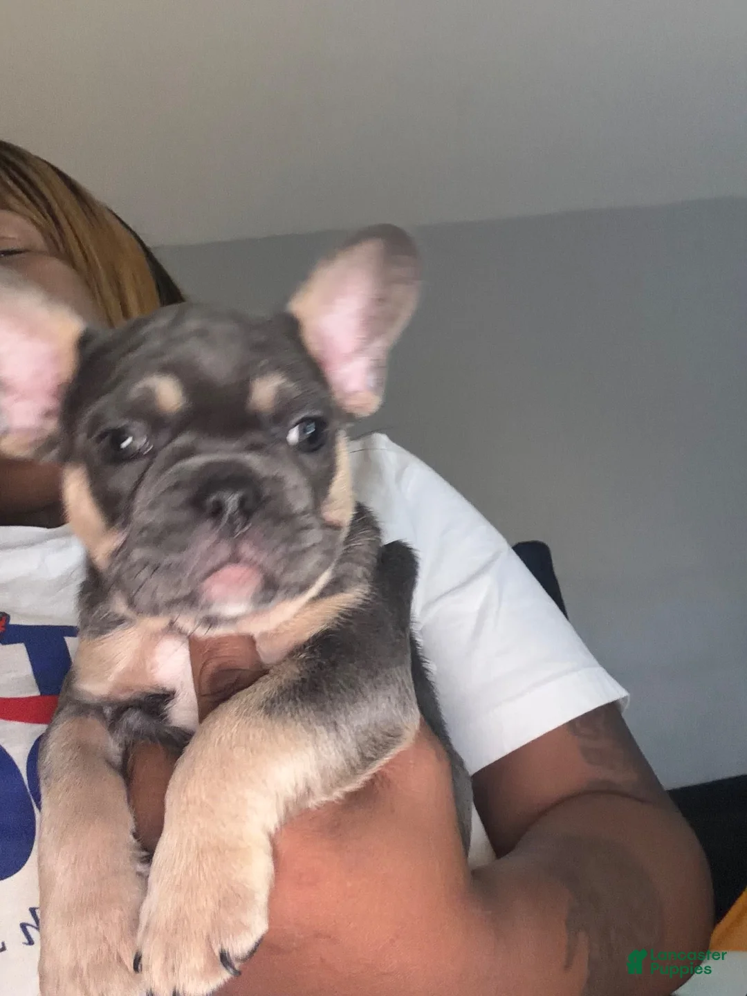 French Bulldog dogs for sale: French Bulldog 3 - Ad 1