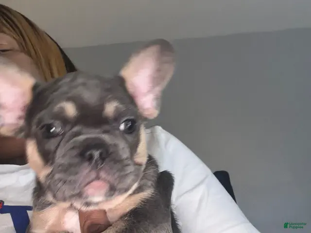 French Bulldog dogs for sale: French Bulldog 3 - Ad 1