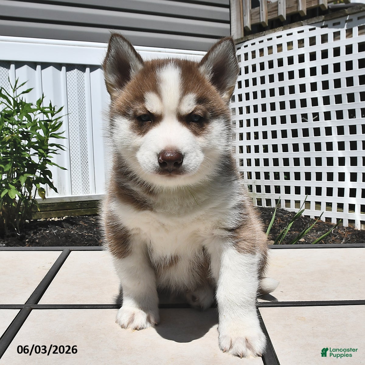 Siberian Husky dogs for sale: Cooper - Ad 2
