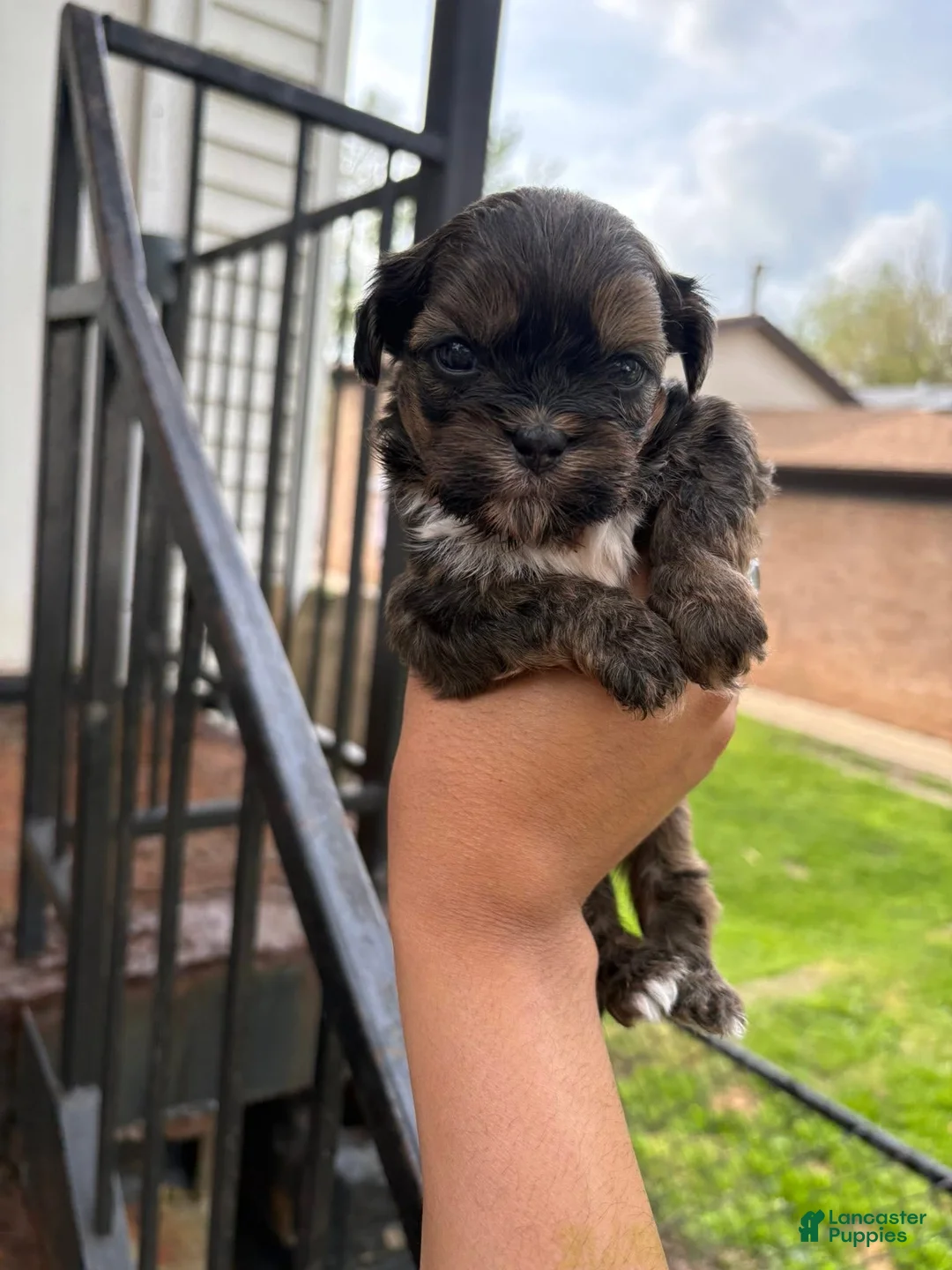 Shih Tzu dogs for sale: Shih Tzu Puppy 2 - Ad 1