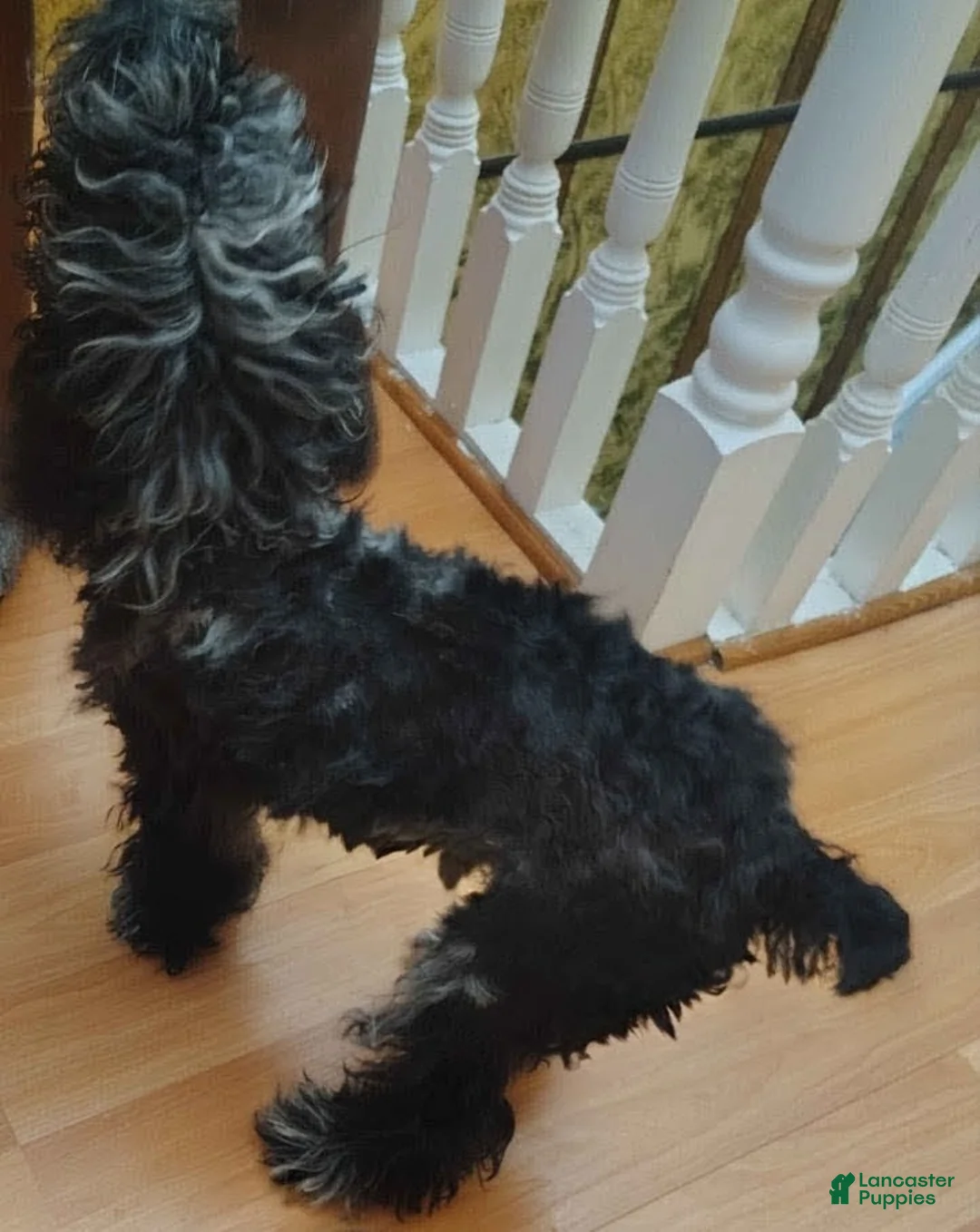 Miniature Poodle dogs for sale: Blue key - Ad 3