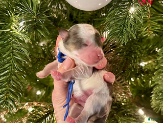 Aussiedoodle dogs for sale: Dustin The Brain Henderson - Ad 3