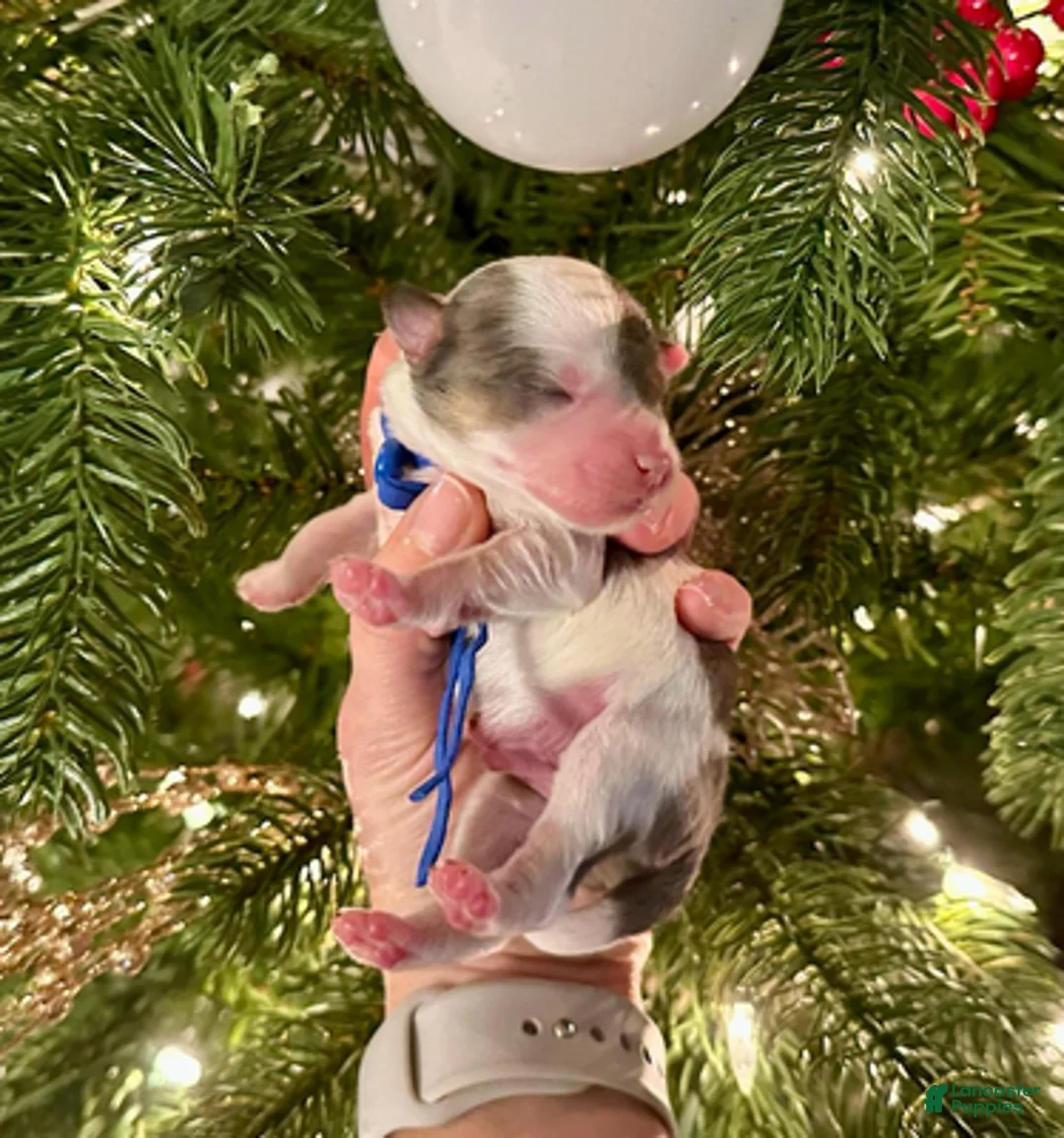 Aussiedoodle dogs for sale: Dustin The Brain Henderson - Ad 1