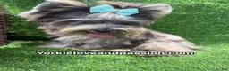 Yorkshire Terrier dogs for sale: Merle male one blue eye  - Ad 10