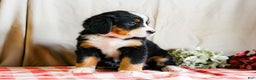 Bernese Mountain Dog dogs for sale: Macy - Ad 2